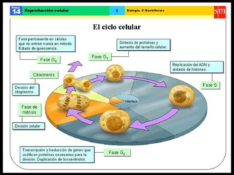 Mapa Conceptual De Control Del Ciclo Celular Kulturaupice Porn Sex