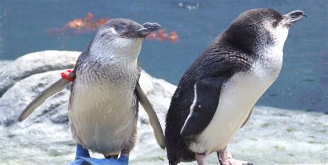 Christchurch Activity: International Antarctic Centre,