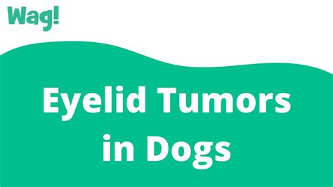 Eyelid Tumors In Dogs Wag Youtube