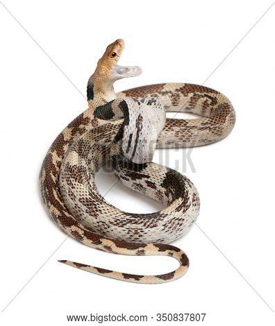 Pacific Gopher Snake Image & Photo (Free Trial) | Bigstock