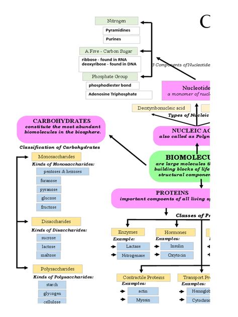 Concept Map Science Pdf Biomolecules Nucleic Acids