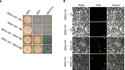 Frontiers Hd2a And Hd2c Co Regulate Drought Stress Response By