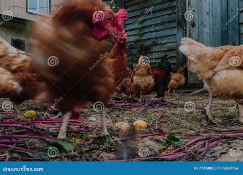 Vida No Galinheiro Imagem De Stock Imagem De Animais