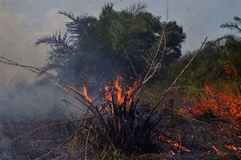 Kebakaran Hutan Terjadi Lagi Di Riau Pemerintah Rencanakan Opsi Larang