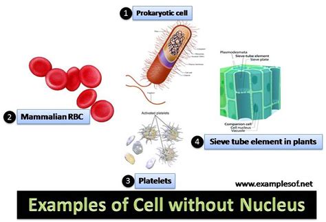 4 Examples of Cell without Nucleus | ExamplesOf.net