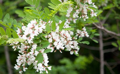 《先行予約》 国産（鹿角産）非加熱「天然アカシア蜂蜜」15kg（500g×3本） 使いやすい チューブタイプ【十和田養蜂場】 秋田県鹿角