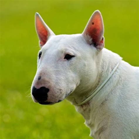 Bull Terrier Caracter Sticas Car Cter Y Cuidados