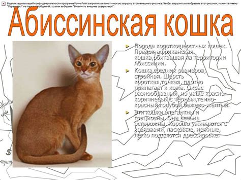 Кот абиссинец: описание и характер породы
