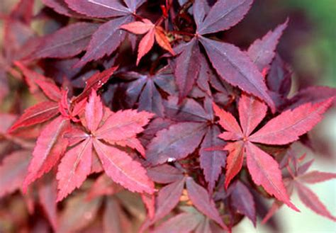 Acer Palmatum Hime Shojo Dwarf Japanese Maple Kigi Nursery