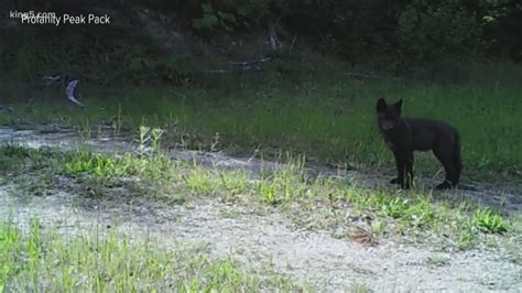 Gov Jay Inslee Looking For Changes In Wolf Management In Washington