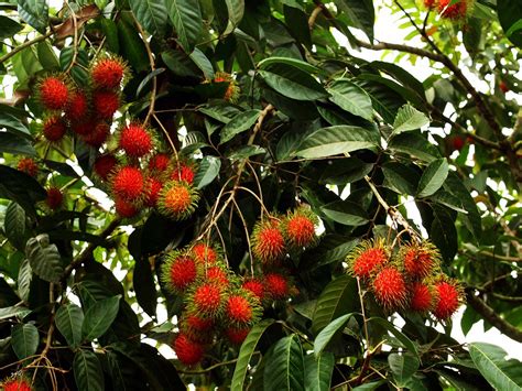 Hanging On Nephelium Lappaceum Rambutan The Fruit Is A Flickr