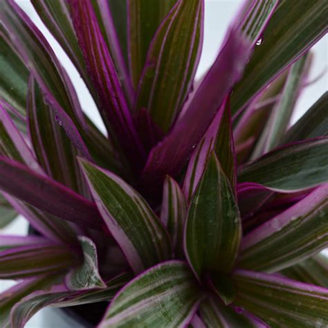 Variegated Moses In The Cradle Rhoeo Stripe Me Pink Potplantheavenperth