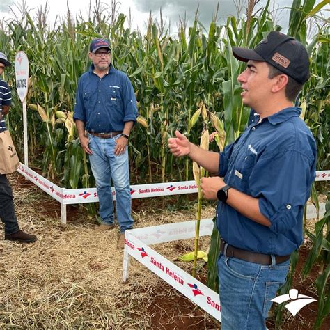 Santa Helena Sementes Marca Presen A Em Dia De Campo Em Parceria A