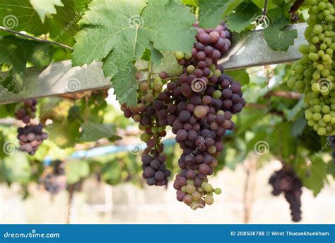 Uvas Prontas Para Colheita Pasta De Uvas Amadurecida Em Vinhas Foto De