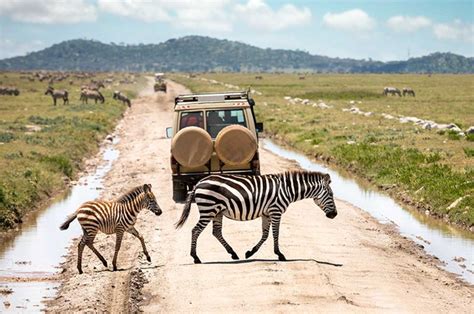 Join Group Safari Tanzania Shared Group Tanzania Safari Safaribando