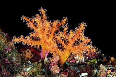 Soft Coral 9 By Alexander Semenov Science Photo Library