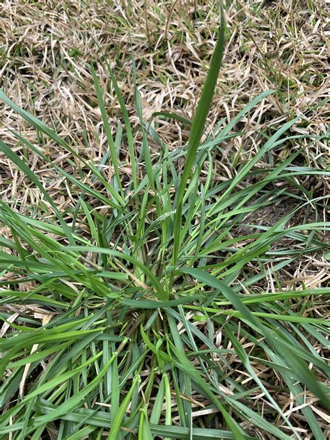 What is this weed/grass? Eastern North Carolina. : r/whatsthisplant