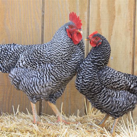 Sexing Barred Rock Chicks