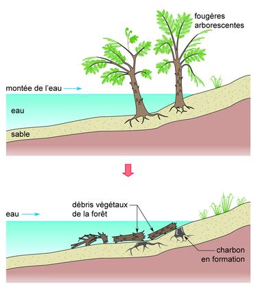 La Formation Du Charbon Base Documentaire En Sciences Ressources