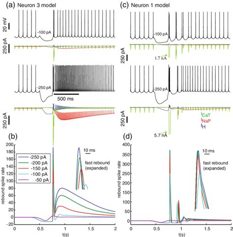 Dependence Of Rebound Strength On Depth Of Preceding Hyperpolarization