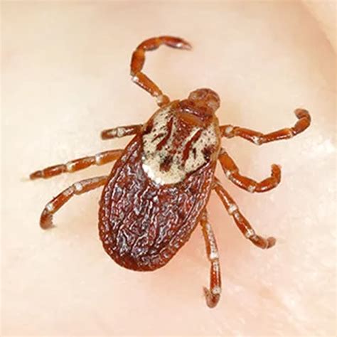 Ticks Control Fleas Control Proserv Pest Control Singapore