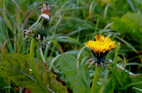 200 kostenlose Gewöhnlicher Löwenzahn und Pusteblume Bilder Pixabay