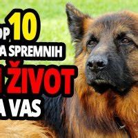 Opasni Psi Top Najubojitijih Pasmina Pasa Na Svijetu