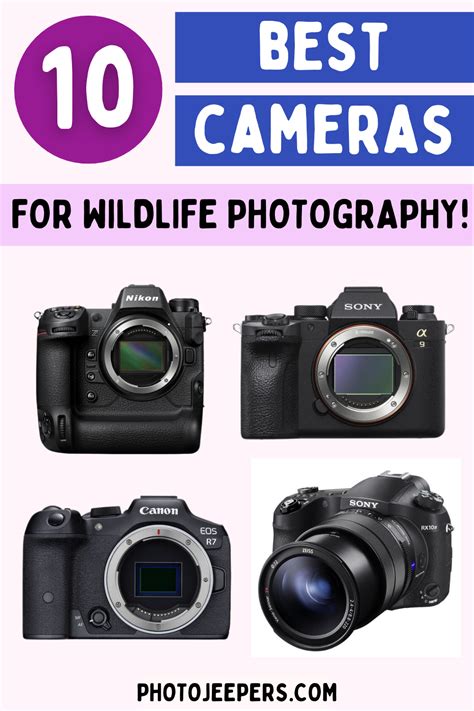 Best Cameras For Wildlife Photography - PhotoJeepers