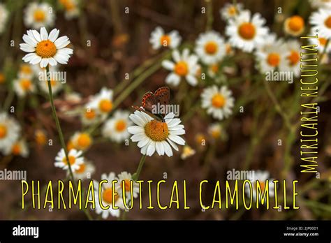 Chamomile Flowers Matricaria Recutita L Pharmaceutical Camomile