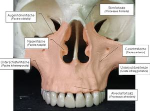 Oberkiefer AnthroWiki