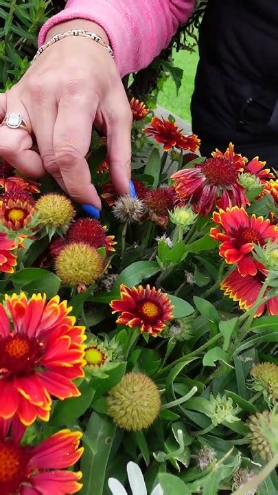 Gaillardia Youtube