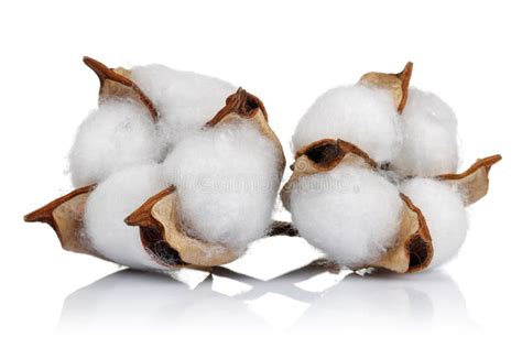 Cotton Plant And Green Cotton Boll With Leaf Isolated Stock Image Image Of Organic Natural