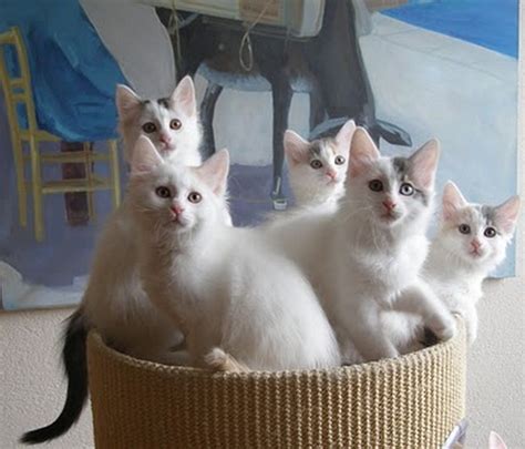 A Gallery Of Turkish Van Kittens