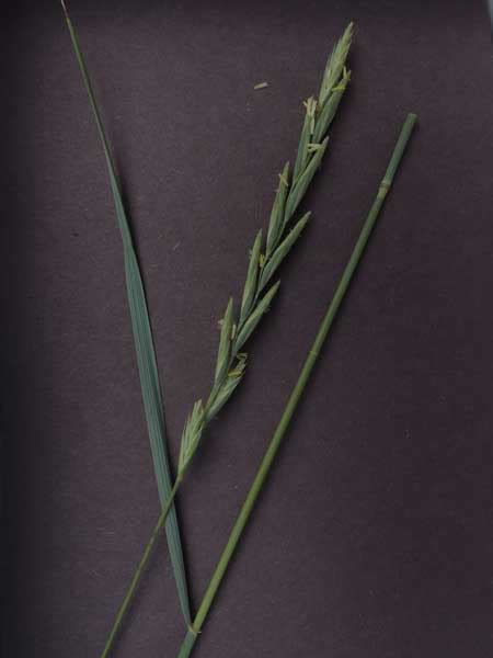 Western Wheatgrass In Southwestern Montane Ponderosa Woodlands