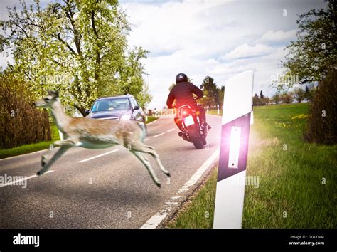 Bremsen Reh Fotos Und Bildmaterial In Hoher Aufl Sung Alamy