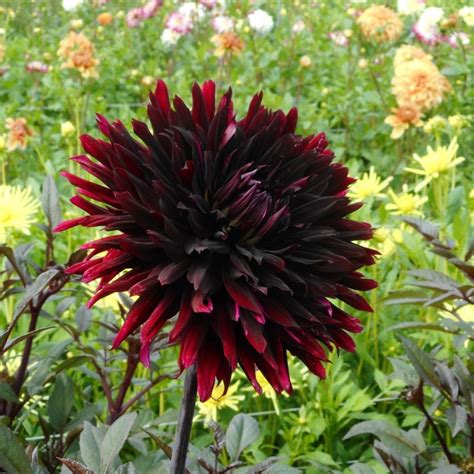 Dahlia Black Jack