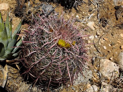 Ferocactus Cylindraceus Cactaceae Image At Phytoimages Siu Edu