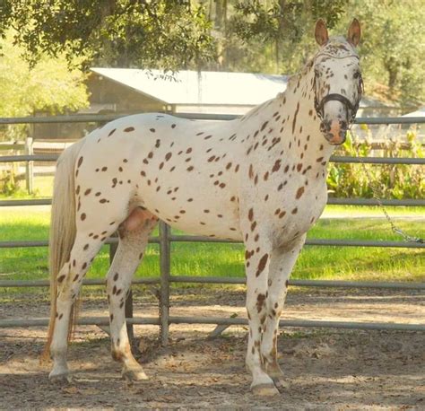 Light Chestnut Palomino Leopard Appaloosa Stallion Appaloosa Horses