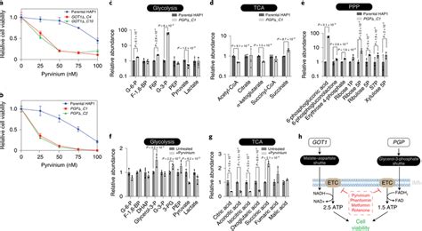 Loss Of Got Pgp Or Pyrvinium Treatment Rewires Central Metabolic