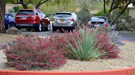 Valentinebusheremophiladesertspoon Desert Gardening 101