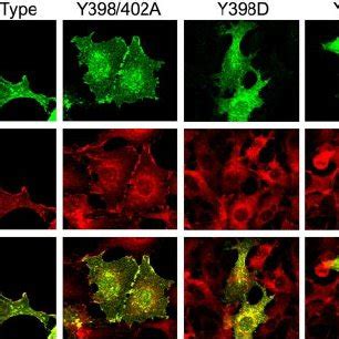 Y398D And Y402D Mutations In Human Occludin Prevents Its Assembly At