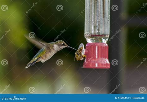 Humming Bird And Yellow Jacket Stock Image Image Of Floral Flying