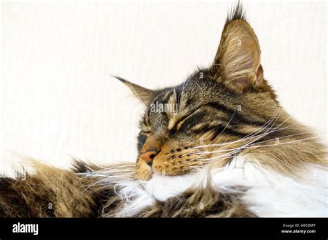 Brown Tabby With White Maine Coon Cat Sleeping Stock Photo Alamy