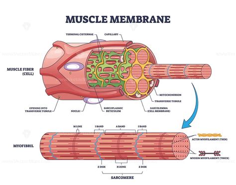 38 Sarcomere Structure Labeled