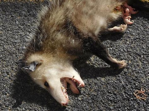 Virginia Opossum From Mt Diablo State Park California On May