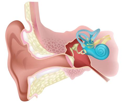 El O Do Sus Partes Y Funcionamiento Audiocentro