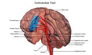 Somatic Nervous System Definition Function And Examples