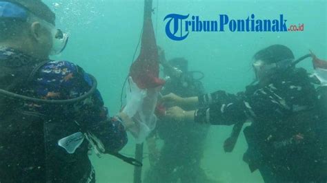 Pengibaran Bendera Merah Putih Di Bawah Laut Bengkayang Pada Peringatan Hut Ke 77 Ri