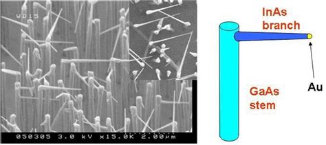 Tilt Fesem Image Of Kinked Inas Gaas Heterostructure Nanowires The