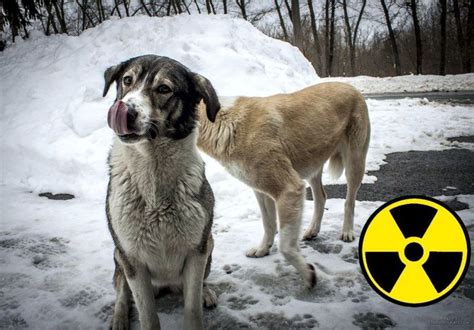 Dogs in Chernobyl exclusion zone, radioactive and funny | Dogs, Wild dogs, Chernobyl